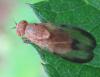 Minettia inusta